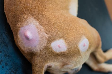 What Causes Small Bumps On Dogs Back
