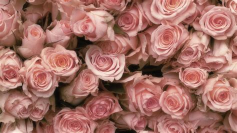 10 Greatest rose pink aesthetic wallpaper laptop You Can Save It For ...