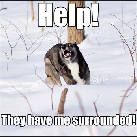 35 Funny Animals Who Are Definitely Not Ready for Winter - Funny ...