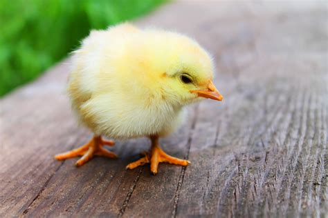 Shallow Focus Photography of Yellow Chick · Free Stock Photo