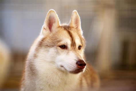 Siberian Husky portrait. Fluffy dog face. 8622676 Stock Photo at Vecteezy