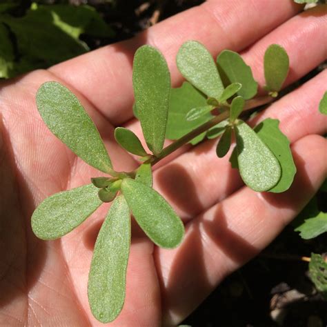 Purslane Identification — Four Season Foraging