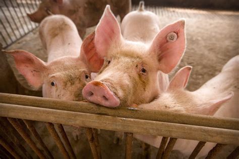 Chinese scientists create gene-edited pigs with immunity to Aids-like ...