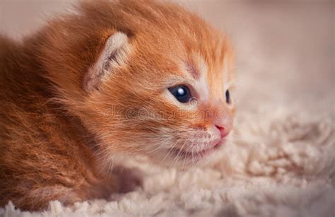 Newborn Kittens Open Eyes - newborn kittens