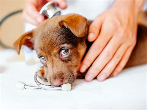 4 Reasons To Choose Our Small Animal Vet Services - Veterinary Medical Center of Hardeville