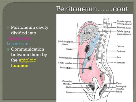 PPT - The peritoneum PowerPoint Presentation, free download - ID:1785134