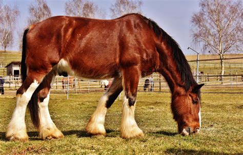 Bildet : eng, prærie, dyr, beitemark, beite, hingst, mane, fauna, virveldyr, hoppe, kopling ...