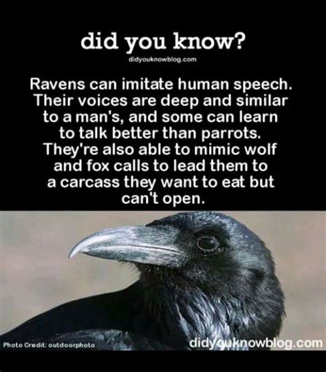 Pin by Sky Dancer Pheonix on Totems and Spirit Guides | Animal facts, Fun facts, Raven