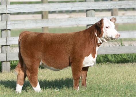 JB Cattle Co Mini Hereford Heifer Online Sale | CLOSES TONIGHT | The Pulse