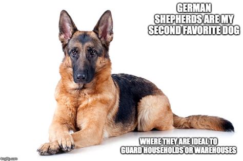German Shepherd - Imgflip