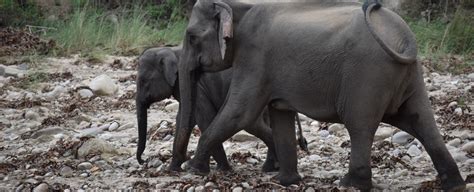 Jim Corbett Elephant Safari, Book online Elephant Safari With us