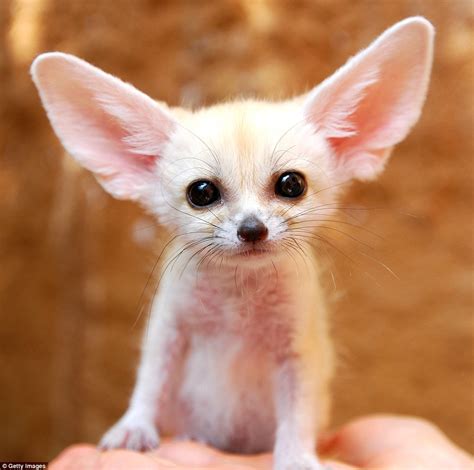 The most adorable animals in the world | Daily Mail Online