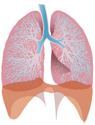 File:The human lungs.png - Wikipedia