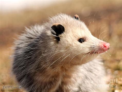 North American Opossum in Winter Photograph by J McCombie - Fine Art America