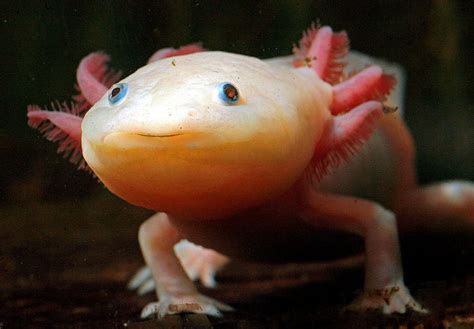 The axolotl, a fully aquatic salamander that spends its whole life HD wallpaper | Pxfuel