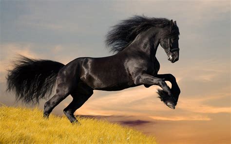 Wild Horses Running Wallpapers - Top Free Wild Horses Running Backgrounds - WallpaperAccess