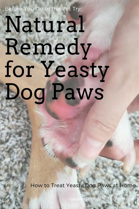 How to treat yeasty dog paws naturally – Artofit