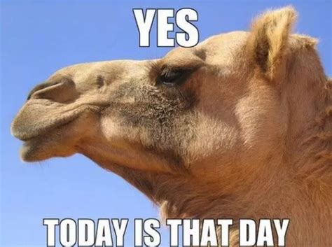 Happy Hump Day Memes, Quotes, Gif, Camel Gif, Images