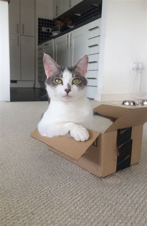 PsBattle: This cat sitting in a box : r/photoshopbattles