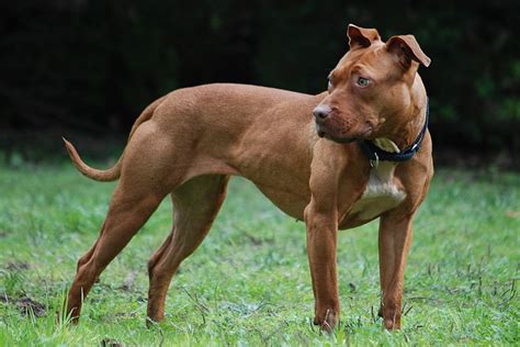 pitbullterier – Wikisłownik, wolny słownik wielojęzyczny