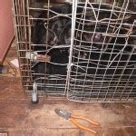 Couple kept two dogs in cage behind sofa for 22 hours a day for TWO YEARS leaving them covered ...
