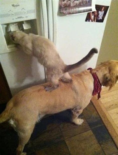 21 Genius Animals Taking Teamwork To A Whole New Level