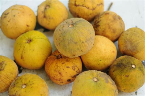 santol fruit from the philippines | Fruit, Mango, Philippines