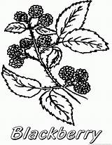 Blackberry Coloring Pages sketch template