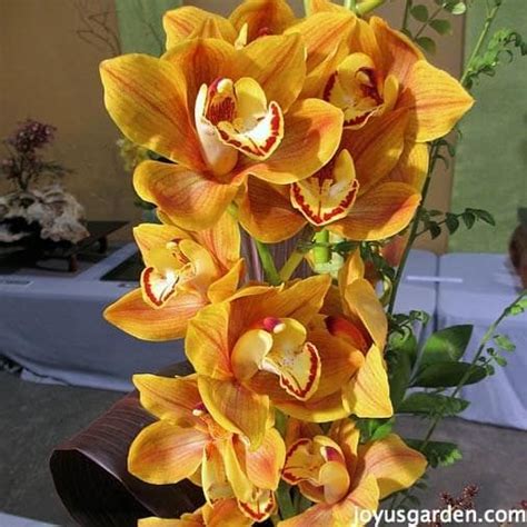 Pin on Orchidmania | Orchid Tips