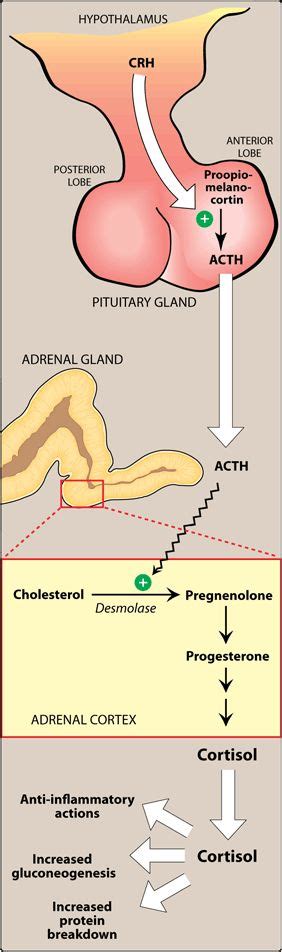 Image result for Adrenocorticotropic hormone