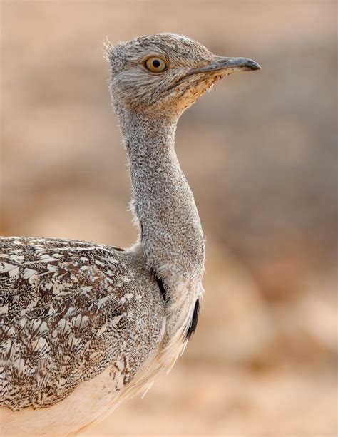 Houbara Bustard by Lee Fuller - BirdGuides