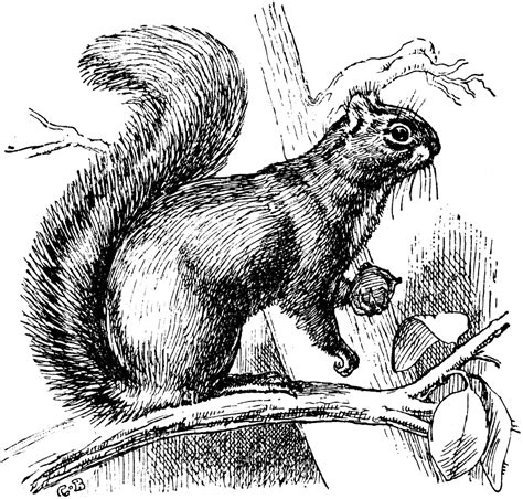 Squirrel black and white 0 squirrel clip art clipart fans - WikiClipArt