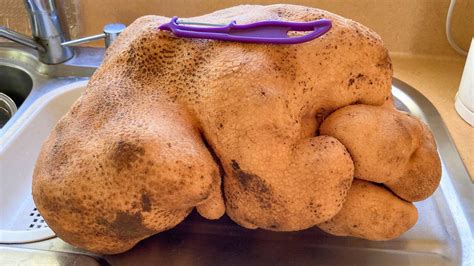 Giant potato is not actually a potato, says Guinness World Records ...