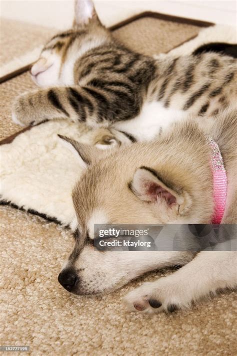 Puppy And Kitten Sleeping High-Res Stock Photo - Getty Images