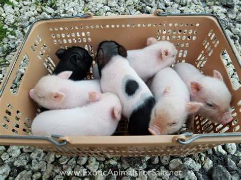 MINI PIGS FOR SALE !! VERY SMALL for Sale