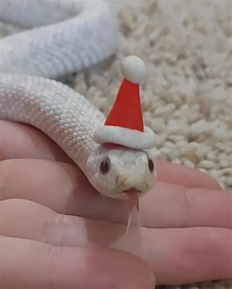 Slithering into Christmas season 🐍 | hat, snake | This hognose snake is obsessed with his new ...