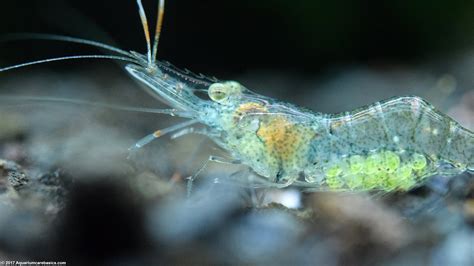 Ghost Shrimp Care, Diet, Breeding & More {Guide 2019}