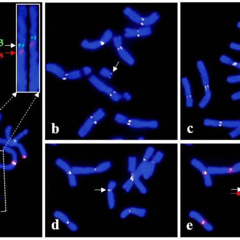 (PDF) Structure and Stability of Telocentric Chromosomes in Wheat