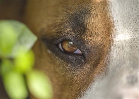 Free Images : nose, eye, close up, snout, dog breed, canidae, skin, organ, whiskers, iris ...
