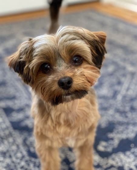 30+ Best Morkie Haircuts (2024 Guide) - Female Morkie Haircuts