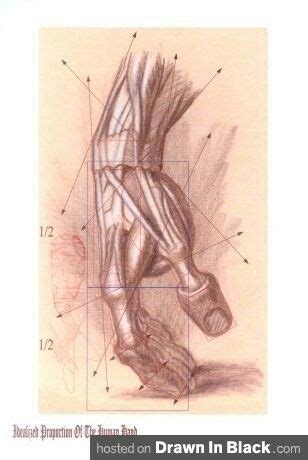 Anatomy Art: Detailed Leg Drawing