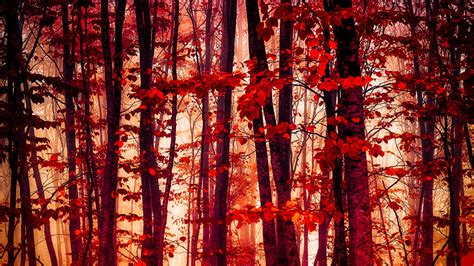 Download Tree Red Fall Nature Forest HD Wallpaper