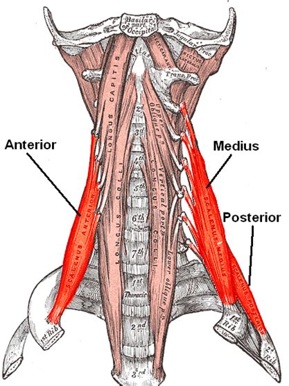 The Scalene Muscles | Blood Supply, Innervation | Geeky Medics