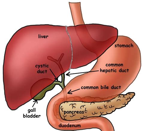 Diagram Of Liver Gallbladder And Pancreas, The Given Diagram Shows A ...