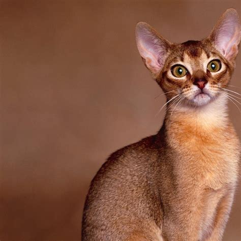 abyssinian cat - Pet Paw