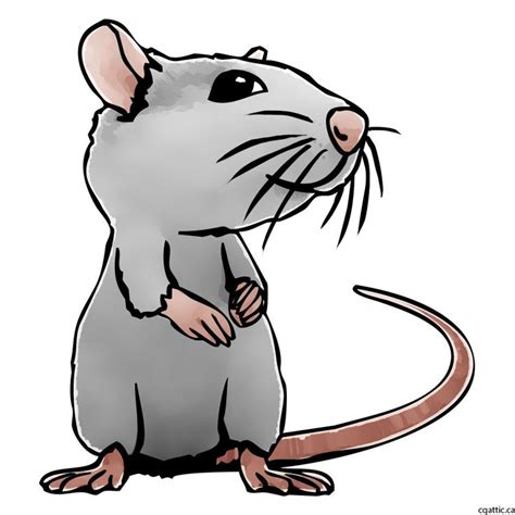 Rat Cartoon Drawing in 4 Steps With Photoshop | Cartoon drawings, Cartoon rat, Cartoon illustration