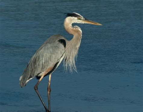 Birds - Water birds