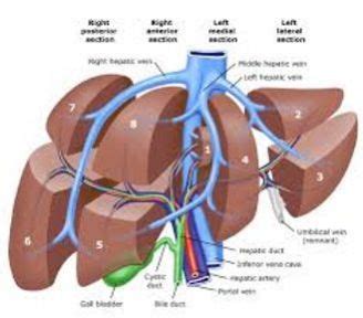 Chirurgie hépatique foie, nodule foie, hépatite