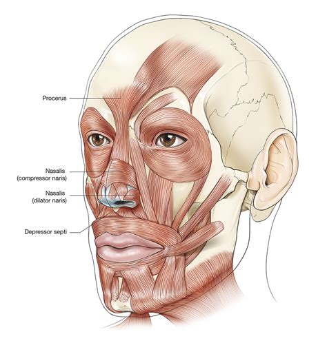 68 Static Procedures for Rehabilitation of the Paralyzed Face in Vestibular Schwannoma | Neupsy Key