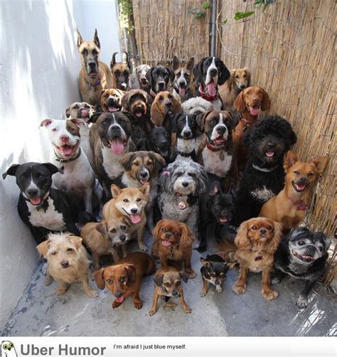 Look at this pile of 30 dogs posing and looking straight at the camera. | Funny Pictures, Quotes ...